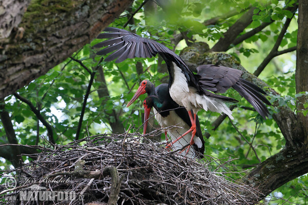 Čáp černý (Ciconia nigra)