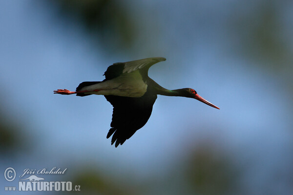 Čáp černý (Ciconia nigra)