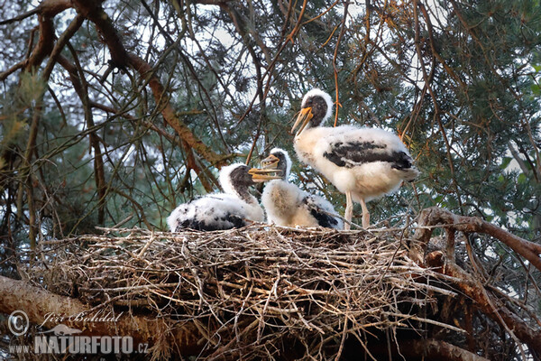 Čáp černý (Ciconia nigra)