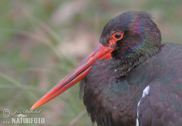 Čáp černý (Ciconia nigra)