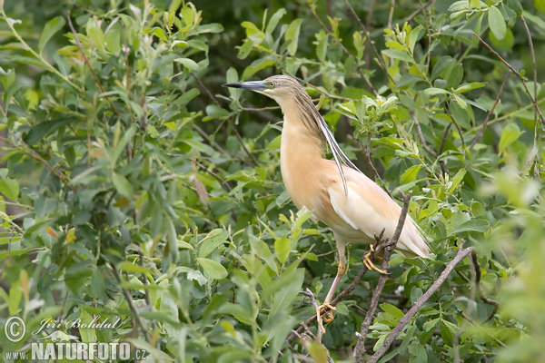 Čaplička vlasatá (Ardeola ralloides)