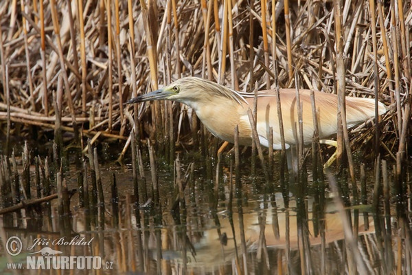 Čaplička vlasatá (Ardeola ralloides)