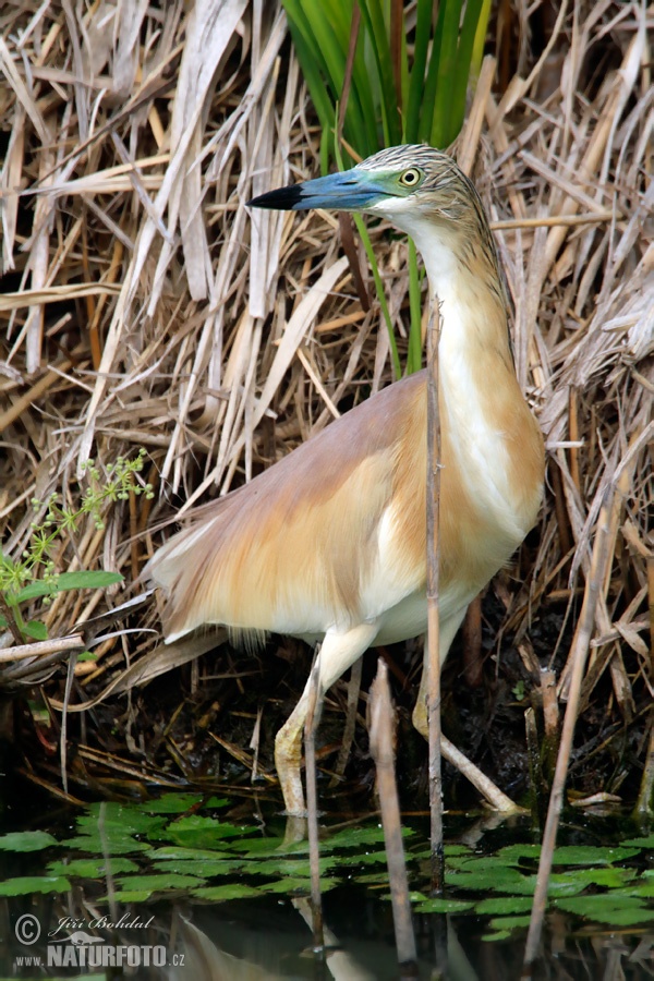 Čaplička vlasatá (Ardeola ralloides)