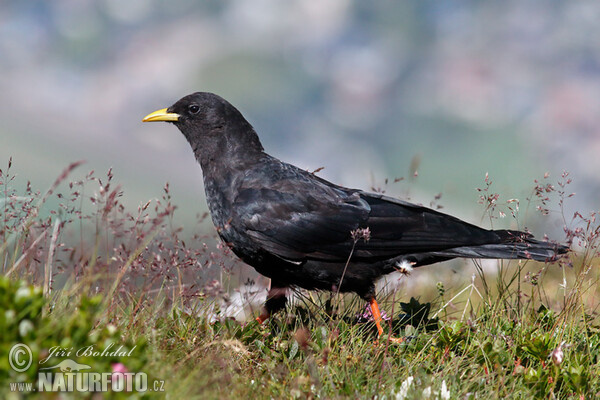 Čavka žltozobá (Pyrrhocorax graculus)