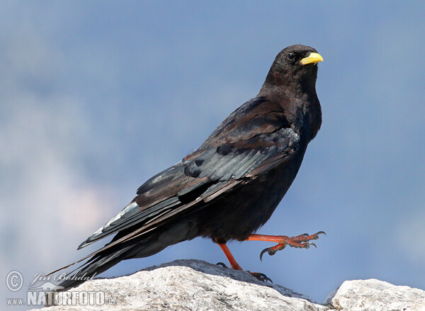 Čavka žltozobá (Pyrrhocorax graculus)