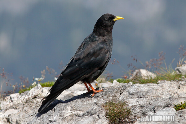 Čavka žltozobá (Pyrrhocorax graculus)