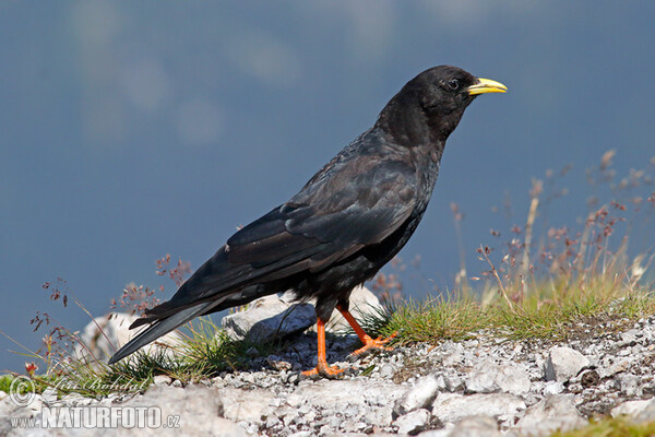 Čavka žltozobá (Pyrrhocorax graculus)