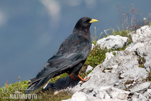 Čavka žltozobá (Pyrrhocorax graculus)