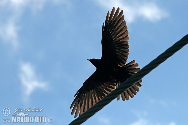 Čavka žltozobá (Pyrrhocorax graculus)