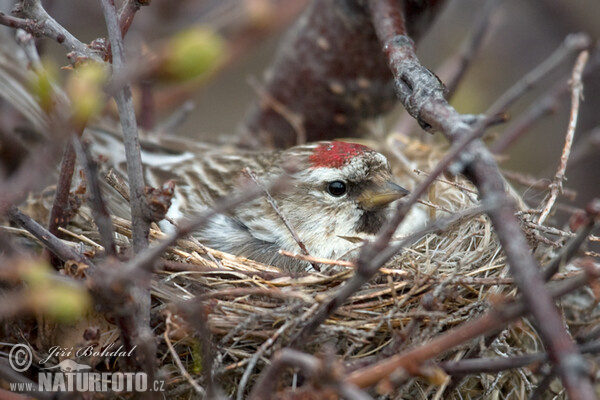 Čečetka zimní (Carduelis flammea)