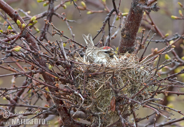 Čečetka zimní (Carduelis flammea)