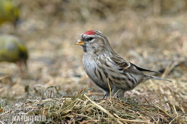 Čečetka zimní (Carduelis flammea)