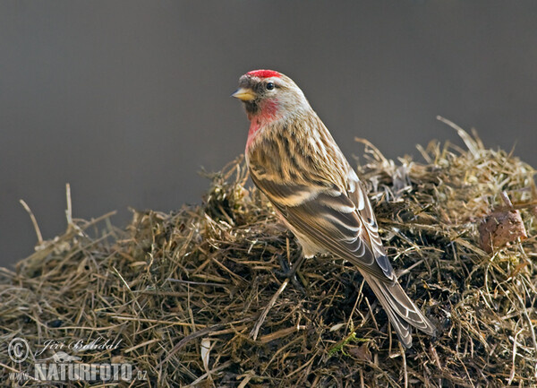 Čečetka zimní (Carduelis flammea)