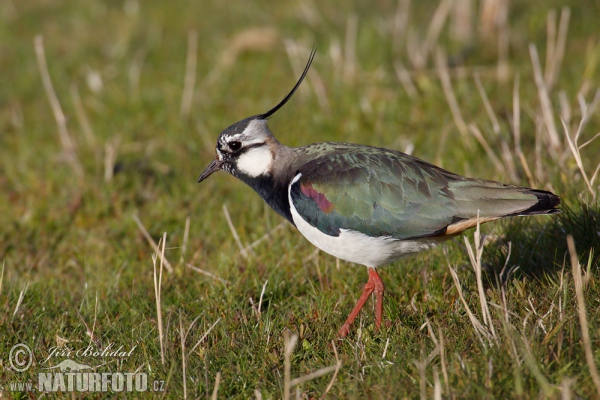 Čejka chocholatá (Vanellus vanellus)