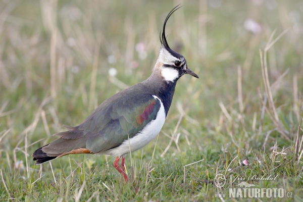 Čejka chocholatá (Vanellus vanellus)