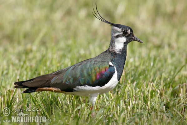 Čejka chocholatá (Vanellus vanellus)