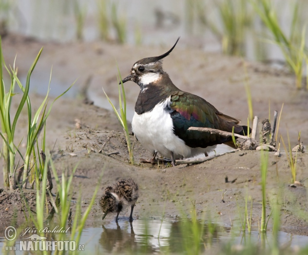 Čejka chocholatá (Vanellus vanellus)