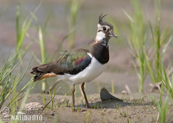 Čejka chocholatá (Vanellus vanellus)