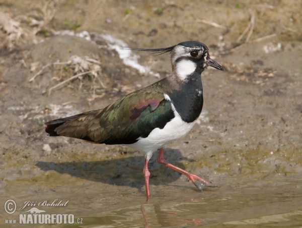 Čejka chocholatá (Vanellus vanellus)