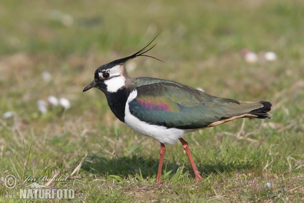 Čejka chocholatá (Vanellus vanellus)