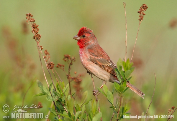 Červenák karmínový (Carpodacus erythrinus)