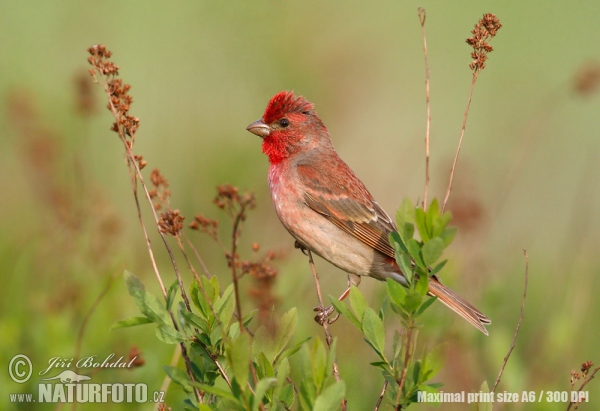 Červenák karmínový (Carpodacus erythrinus)