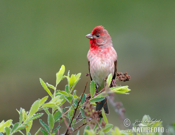 Červenák karmínový (Carpodacus erythrinus)