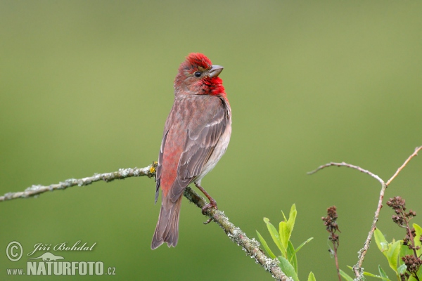 Červenák karmínový (Carpodacus erythrinus)