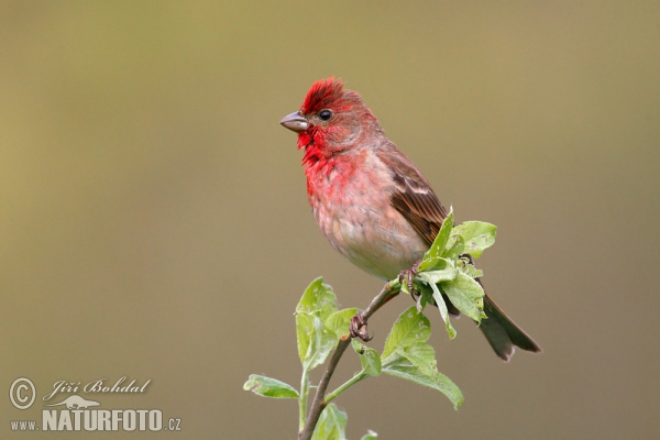 Červenák karmínový (Carpodacus erythrinus)