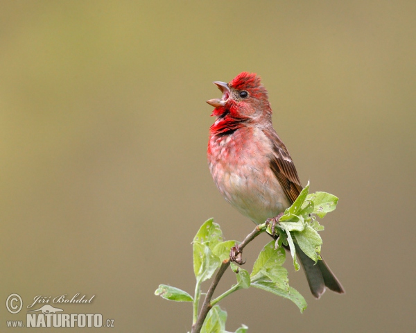 Červenák karmínový (Carpodacus erythrinus)