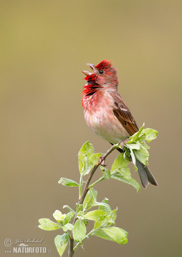 Červenák karmínový (Carpodacus erythrinus)