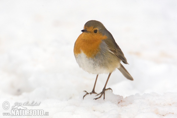 Červenka obecná (Erithacus rubecula)