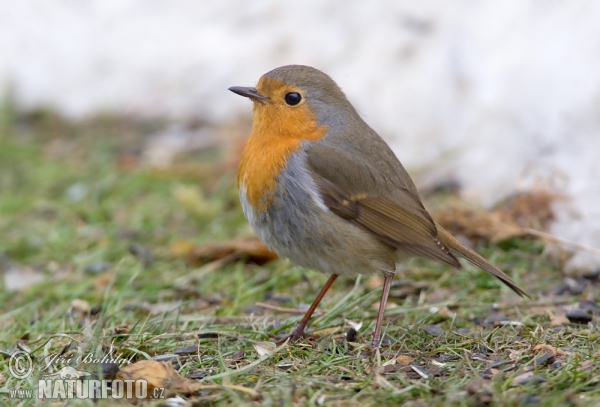 Červenka obecná (Erithacus rubecula)