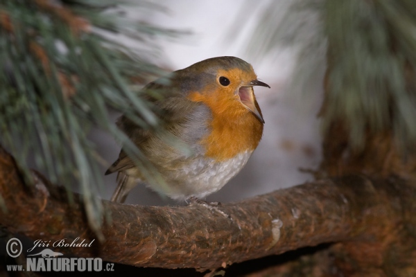 Červenka obecná (Erithacus rubecula)