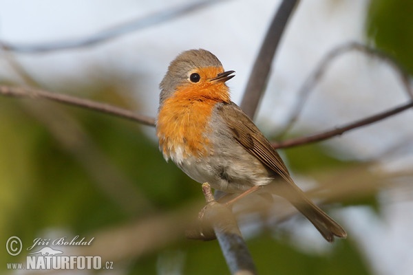 Červenka obecná (Erithacus rubecula)