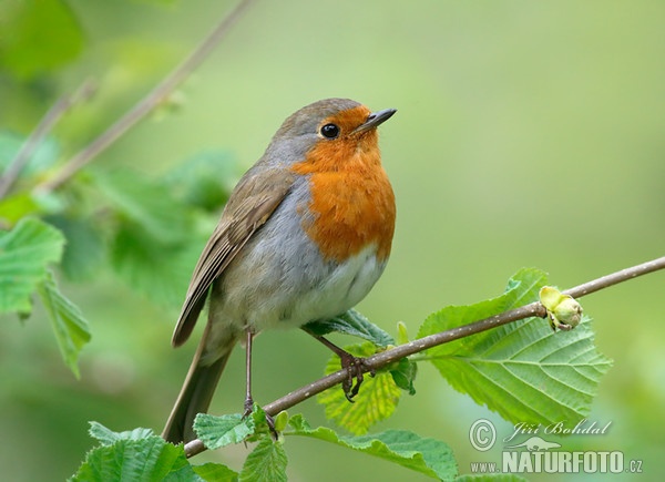 Červenka obecná (Erithacus rubecula)