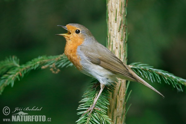 Červenka obecná (Erithacus rubecula)