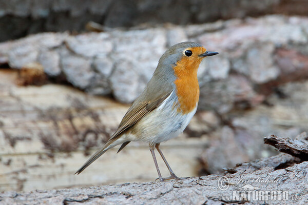 Červenka obecná (Erithacus rubecula)