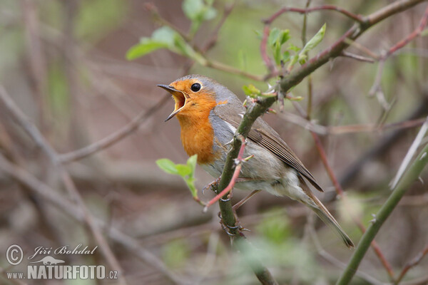 Červenka obecná (Erithacus rubecula)