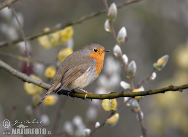 Červenka obecná (Erithacus rubecula)