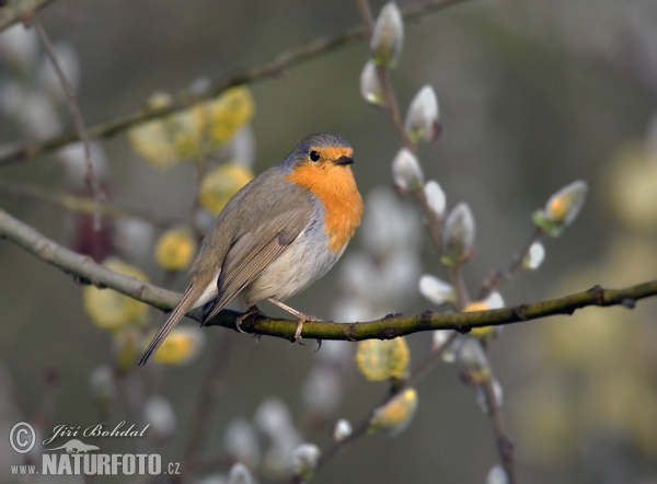 Červenka obecná (Erithacus rubecula)