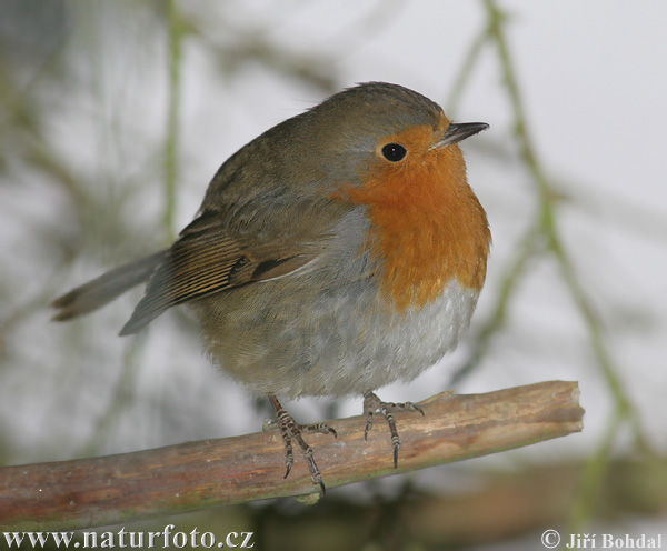 Červienka obyčajná (Erithacus rubecula)