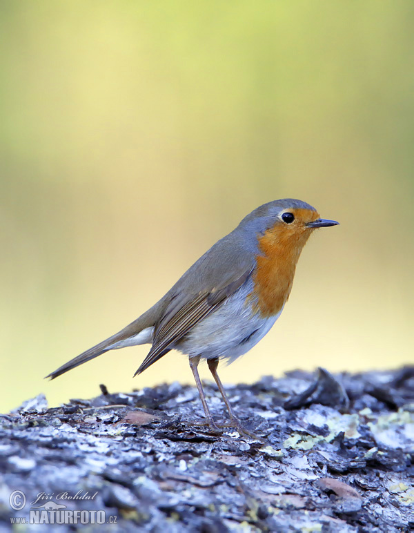 Červienka obyčajná (Erithacus rubecula)