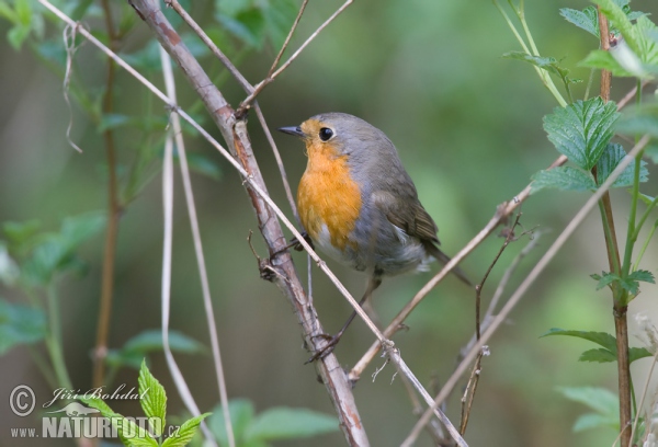 Červienka obyčajná (Erithacus rubecula)