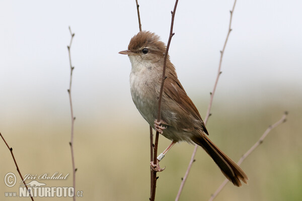 Cetie (Cettia cetti)