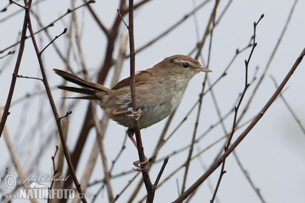 Cetie (Cettia cetti)