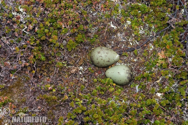 Chaluha příživná (Stercorarius parasiticus)