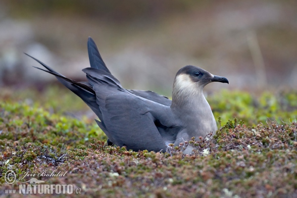 Chaluha příživná (Stercorarius parasiticus)