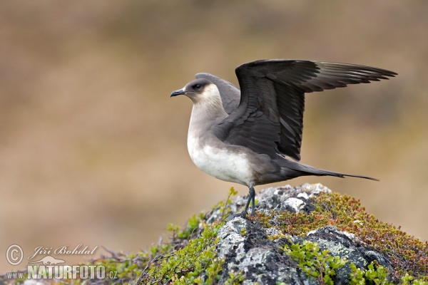 Chaluha příživná (Stercorarius parasiticus)