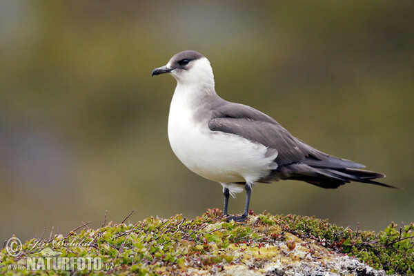 Chaluha příživná (Stercorarius parasiticus)